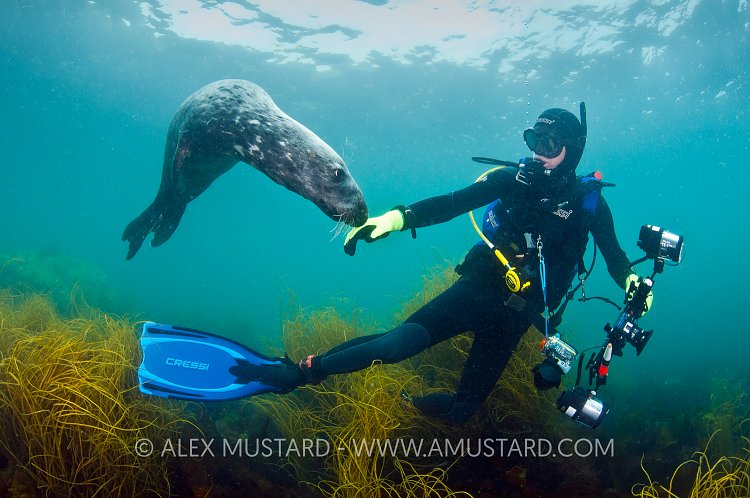 Grey Seal And Glove. Lundy Island, UK.