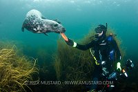 A diver plays with a grey seal. Lundy, UK.