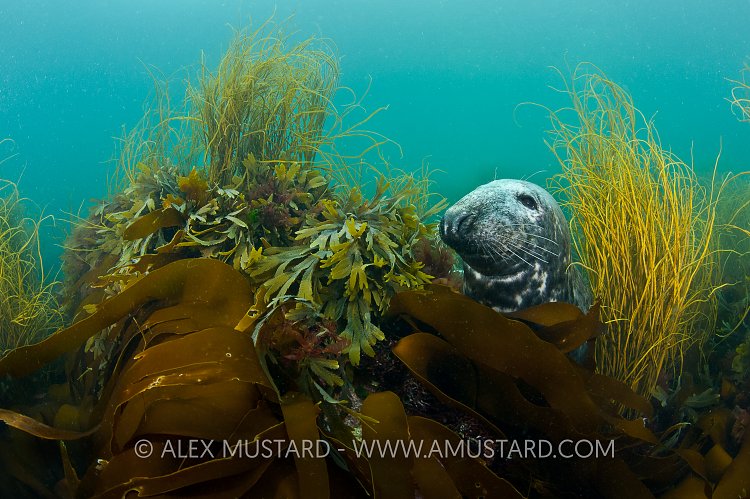 Male grey seal in seaweeds. Lundy Island, UK.