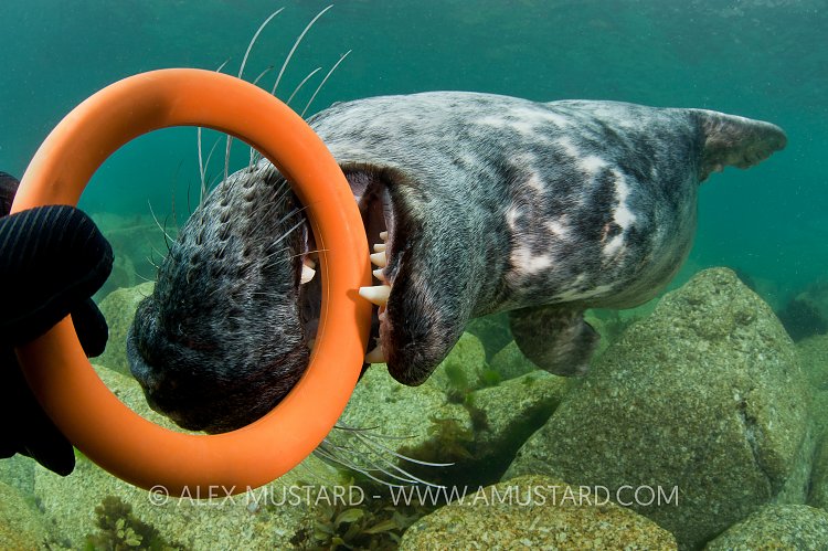 Grey seal playing. Lundy, UK.