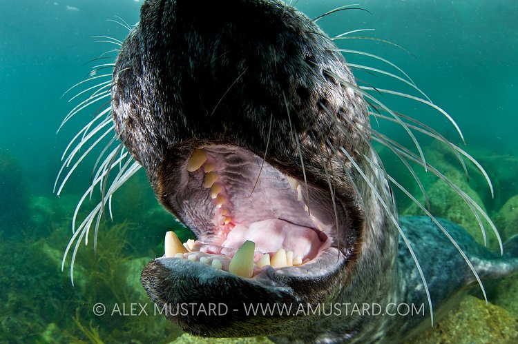 Grey seal mouth. Lundy Island, UK.