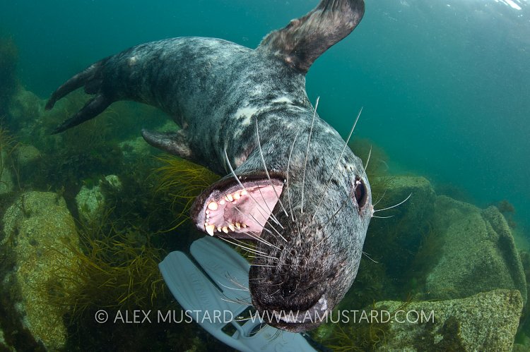 Playful grey sea. Lundy Island, UK.