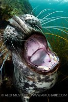 Grey seal mouth. Lundy Island, UK.