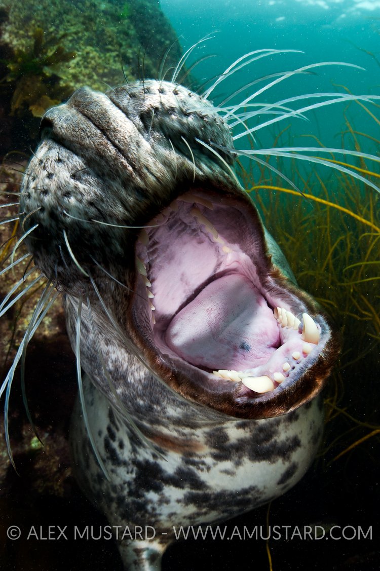 Grey seal mouth. Lundy Island, UK.
