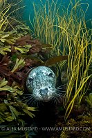 Grey Seal, Lundy, UK.