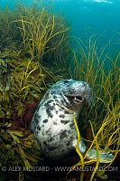 Playful seals in seaweeds. Lundy Island, Devon, UK.