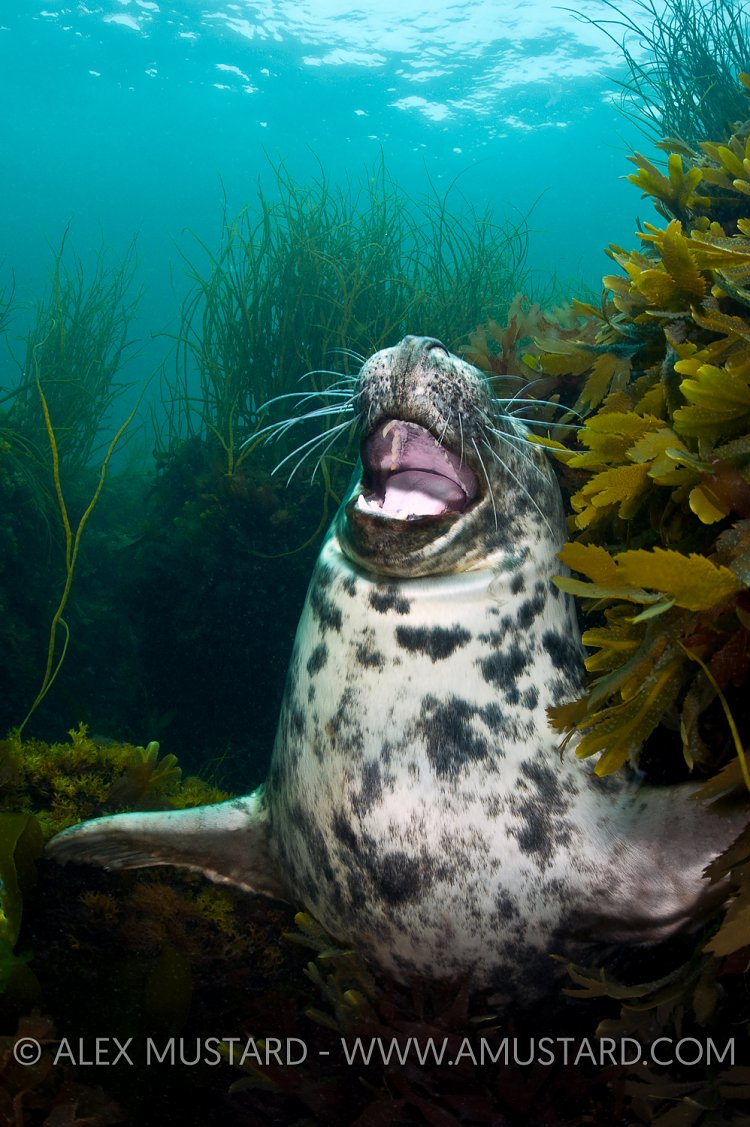 Laughing grey seal, Lundy Island, UK.