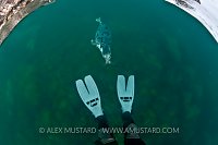 Seal approaches snorkeller. Lundy Island, UK.