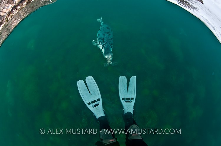 Seal approaches snorkeller. Lundy Island, UK.