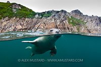 Grey Seal. Lundy Island. UK