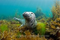 Portrait of a grey seal. Lundy Island, England