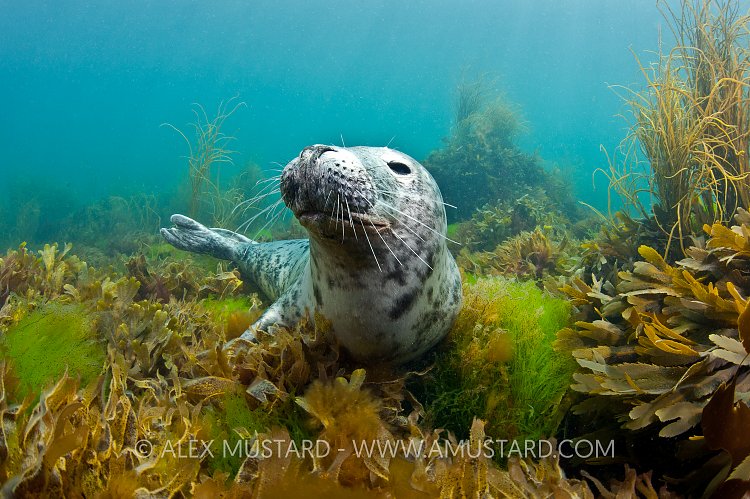 Portrait of a grey seal. Lundy Island, England
