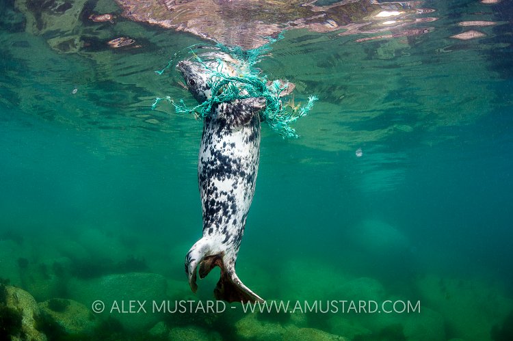 Grey Seal Caught In Net. Lundy, UK.