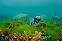 Grey seal resting. Lundy Island. UK