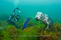 Grey seal, Lundy Island. UK.