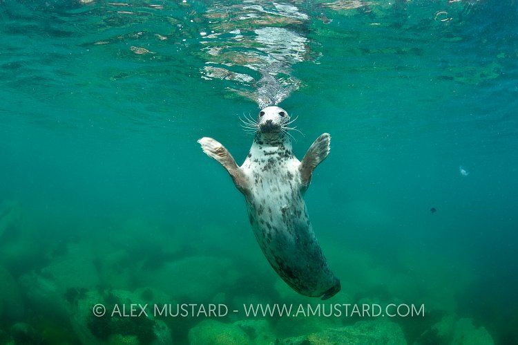Startled seal. Lundy Island, UK