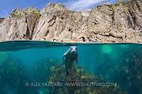 Seal Split Level. UK