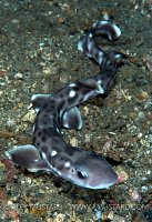 Coral catshark