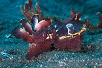 Flamboyany Cuttlefish With Shrimp. Indonesia