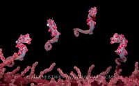 Pygmy seahorse composite.