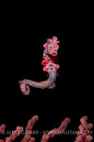 Pygmy Seahorse. Indonesia.