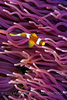 Anemonefish Over Purple Tentacles. Indonesia