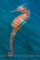 Speedy Seahorse. Indonesia