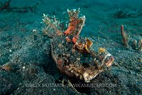 Devil Scopionfish. Indonesia