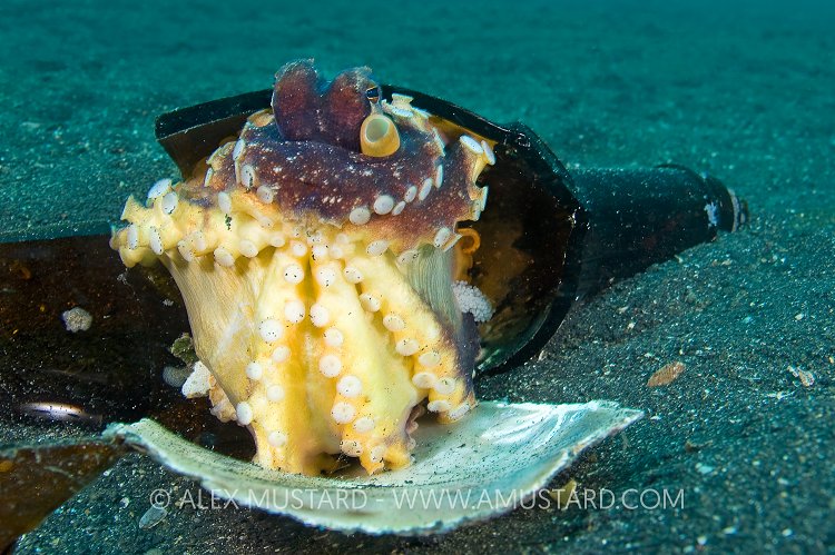 Brooding Mother Octopus. Sulawesi, Indonesia.