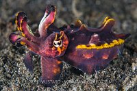 Flambo Display. Indonesia