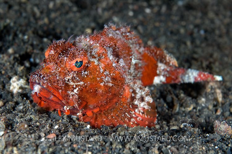 Humpback Scorpionfish. Indonesia