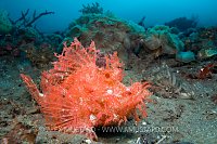 Rhinopias Scorpionfish. Indonesia.