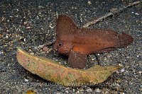 Waspfish Disguise. Indonesia