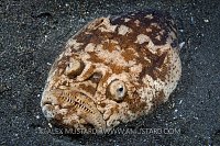 Stargazer Appears. Indonesia