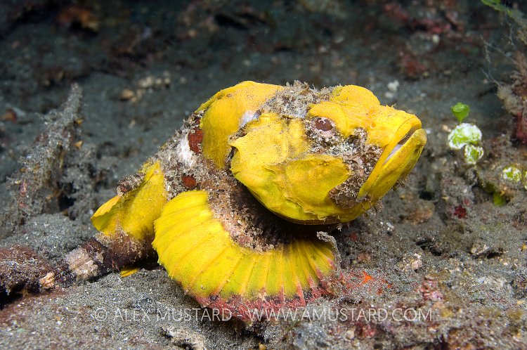Humpback Scorpionfish. Indonesia