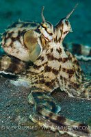 Mimic Octopus. Indonesia