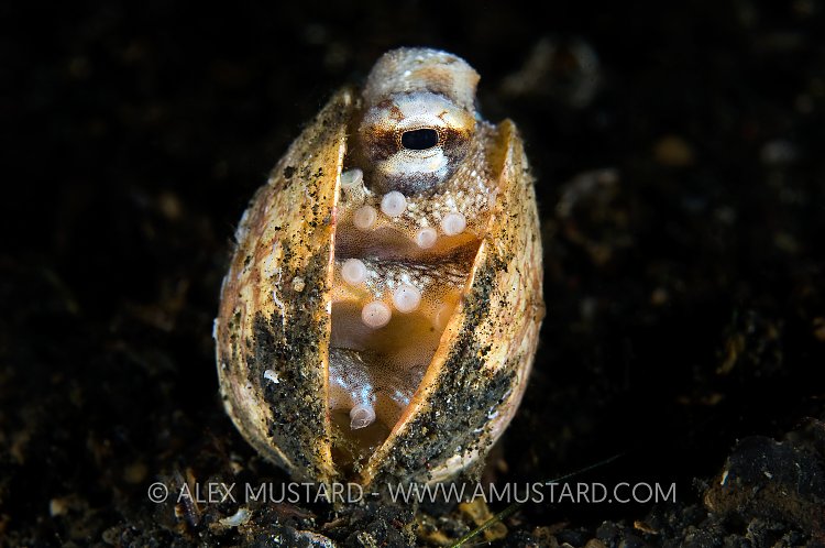 Veined Octopus In Shell. Sulawesi, Indonesia.