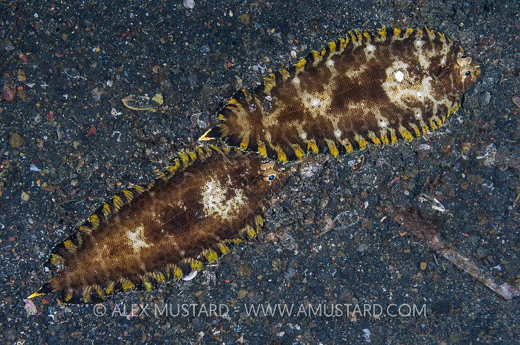 Sole Pair. Indonesia