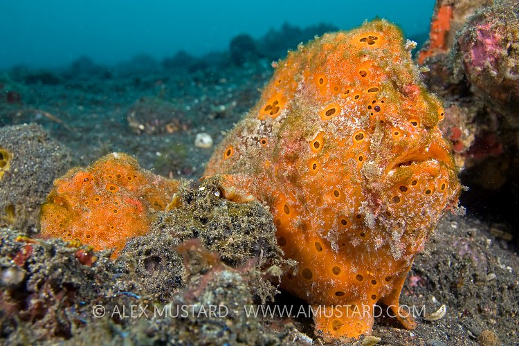 Painted Frogfish Pair. Indonesia