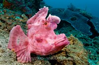 Flappy Paddles. Indonesia