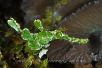 Halimedia ghost pipefish. Indonesia