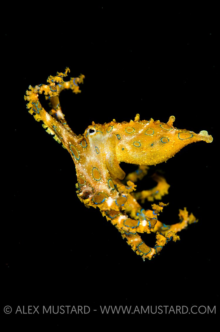 Free Swimming Blue Ring. Indonesia