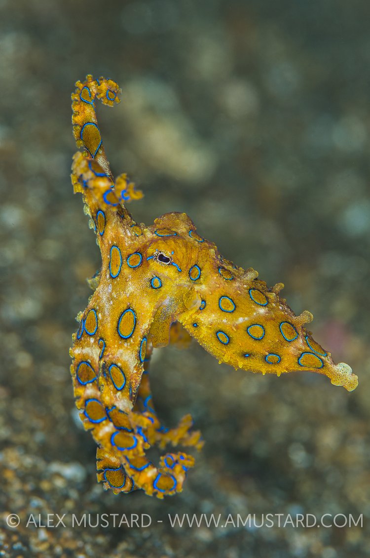 Blue Ring Octopus. Indonesia