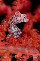 Pygmy Seahore (Hippocampus bargibanti) in red seafan.