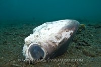 Discarded thresher shark head.