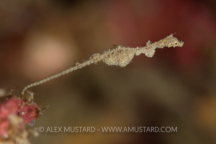Pygmy pipe-dragon. Indonesia.