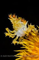 Golden Candy Crab. Indonesia