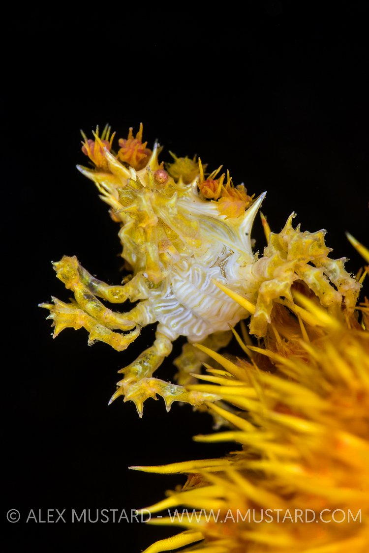 Golden Candy Crab. Indonesia