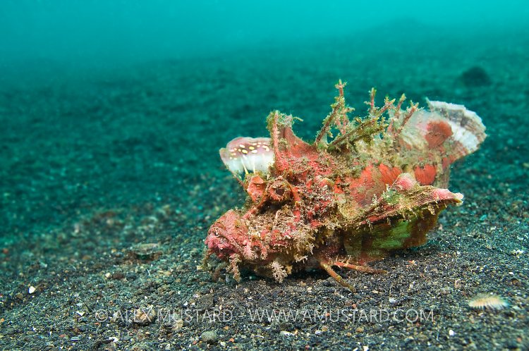Devil Scorpionfish. Indonesia