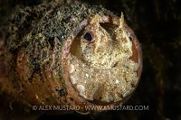 Octopus In Bottle. Indonesia